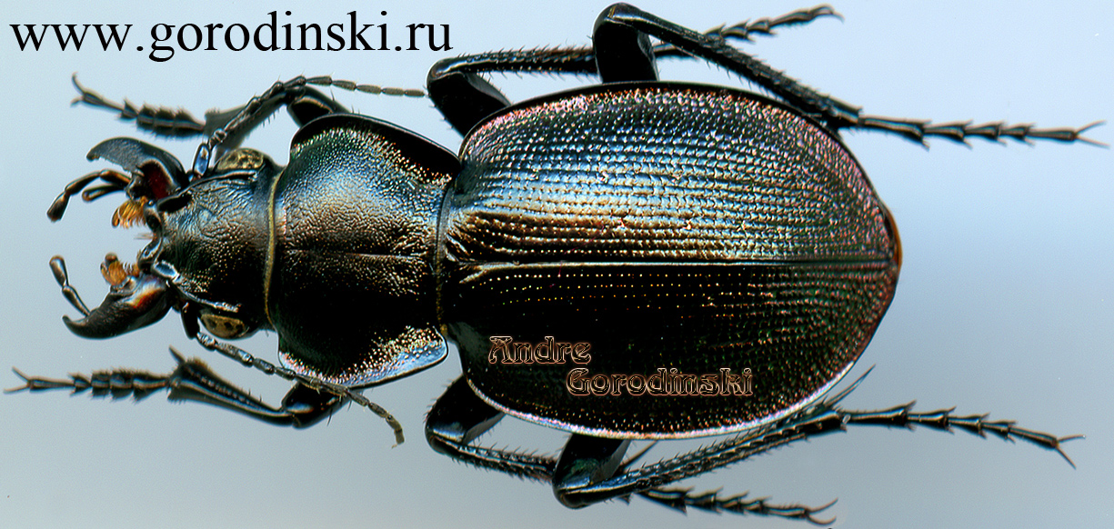 http://www.gorodinski.ru/carabidae/Callisthenes elegans valentinae.jpg